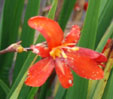 Crocosmia x crocosmiiflora 'Zeal Tan'